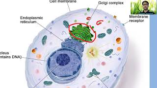 Endoplasmic reticulum Golgi Complex Lysosomes amp Microbodies [upl. by Eryt]