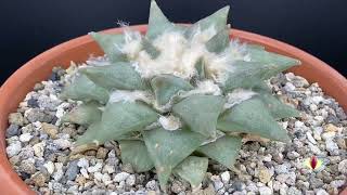 Ariocarpus retusus [upl. by Rip]