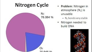 The Nitrogen Cycle [upl. by Ardekahs903]