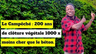 Le Campêché 200 ans de clôture végétale 1000 fois moins cher que le béton [upl. by Harrat]