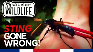 Tarantula Hawk Wasp Sting GONE WRONG [upl. by Akcirret]