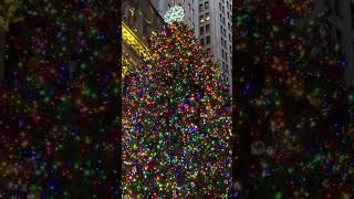 THE WALL STREET CHRISTMAS TREE wallstreetchristmastree [upl. by Aerdnak]