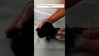 OMG  Rescue dog puppy rescue rescueanimals animals animalsoftiktok [upl. by Mairem]