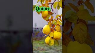 Quince The Sweet and Astringent Fruit Thats Perfect for Fall [upl. by Cirle]