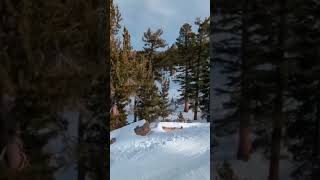 Bear on a ski slope almost hit a skier blackbear animalbehavior skiresort habitat [upl. by Janus720]