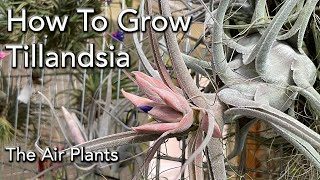 Tillandsia Air Plants Collection and Care 101  Basics of Watering Light Mounting amp Fertilizing [upl. by Ernald]