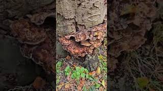 warmond bos paddenstoelen herfst mushroom autumn forest shorts beautiful wow nature [upl. by Ahsayn]