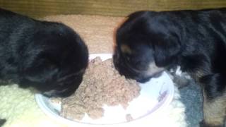 3 week old border terrier puppies [upl. by Lenny859]