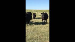 Corrizo Ranch  Lehmer Jeffers Gladstone NM [upl. by Pippy]