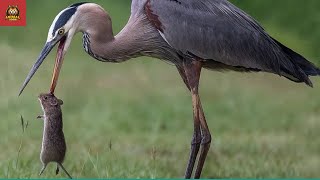 Top 7 Ridiculous Moments When Herons Displayed Their Hunting Skills [upl. by Ibmab236]