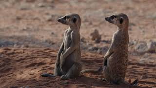 MeerkatLifeshorts KalahariWildlifeDesertGuardians [upl. by Assi]