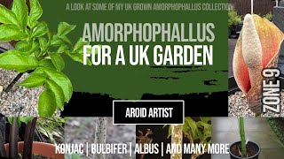 Amorphophallus in a UK Garden  Konjac Bulbifer Albus and more [upl. by Cherri]