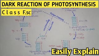 Photosynthesis  6  OEC  Photolysis of Water  KOK cycle  Oxidation of Water  Urdu [upl. by Woo]