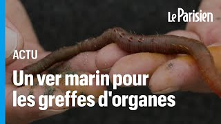 Le sang d’un ver marin testé pour améliorer la conservation des organes destinés aux greffes [upl. by Hodess691]