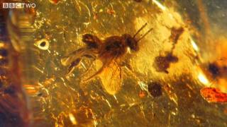 Ancient Bee Trapped in Amber  How to Grow a Planet  Episode 2  BBC Two [upl. by Azne]