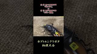 ホペイオオクワガタ ザングフ vs セアカフタマタクワガタ パリー最強 昆虫バトル 虫バトル クワガタ [upl. by Ellenahs918]