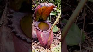 🌻²⁰☆ Caryophyllales •²⁵ Nepenthaceae ▪︎ Rajah Pitcher Plant  Observed in Description [upl. by Javed]