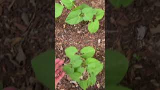 Dollar Tree Garden Week 2 gardening veggiegarden dollartree [upl. by Isdnyl634]