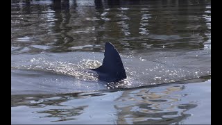 Dolphin Circles Photographer Playfully [upl. by Elsinore860]