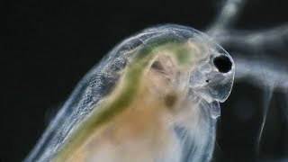 Daphnia Under Microscope  Water Flea [upl. by Annuahsal]