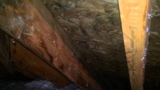 Getting Rid Of Attic Mold Stains When The Sale Of Your Home Depends On It Lisle IL [upl. by Sadowski]