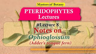 Lecture 8  Ophioglossum Adders Tongue Fern Life Cycle  Pteridophyta Lecture Notes [upl. by Cimah]