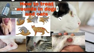 treatment for cat wounds dog wound skin wounds betadine for cats and dogs t bact ointment cat fight [upl. by Meesak]