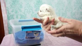 THISTLEBERRY WESTIES PUPPY WEIGH IN AND ID MARKING DAY [upl. by Gautious]