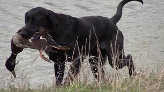 Lone Star Hunting Retriever Club Overview and Spring Hunt Test [upl. by Sedruol]