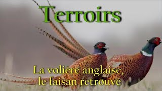 Terroirs  La volière anglaise le faisan retrouvé [upl. by Etty907]