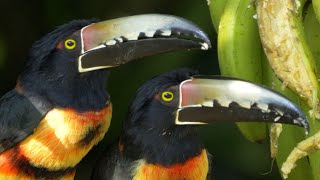 Collared Araçari in Guatemala [upl. by Eradis]