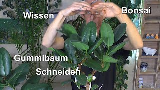 Gummibaum Rückschnitt Schneiden und umtopfen Ficus Elastica klein halten [upl. by Cheyney]