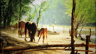 Gojam  ጎጃም  Ethiopian Traditional Music [upl. by Janka]