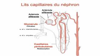 Le néphron et la circulation rénale [upl. by Willms]