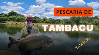 PESCARIA DE TAMBACU no FLY no pesqueiro Tambury  lazariflyfishing flyfishing flytying pescaria [upl. by Cleveland]