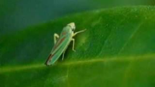 Rhododendron Leafhopper Graphocephala fennahi  Rhododendronzikade [upl. by Brecher]