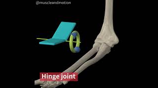 TYPES OF SYNOVIAL JOINTS THE HINGE [upl. by Ecnarepmet]