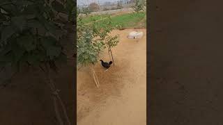 Desi chicken  free range murgi farm 🐔🐓🐓 [upl. by Amliw]