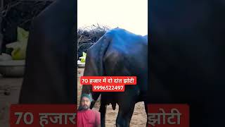 70 हज़ार में 2 दांत छोटी cow bull animals farming farm dairy shorts shortvideo [upl. by Nutsud]