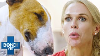 Vet Has Minutes to Save Poisoned Dog  Bondi Vet Clips  Bondi Vet [upl. by Mera181]