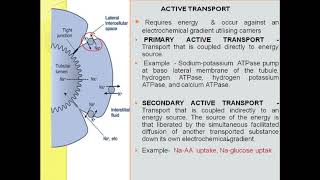 Glucose reabsorption splay transport maximum Tm [upl. by Knoll]