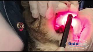 Laser terapia su stomatite gattoLaser therapy for cat stomatitis [upl. by Ahsitauq602]