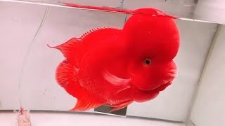 Super Red Flower horn fish  Aquarium fish  Fish tank [upl. by Eicam881]