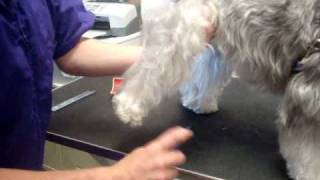 Dematting a schnauzer in seconds [upl. by Atiuqad]