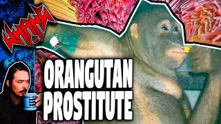 Orangutan Prostitute  Tales From the Internet [upl. by Pepe801]