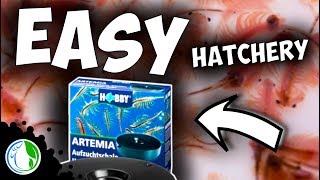 BABY BRINE SHRIMP HATCHERY KIT HOBBY BRAND ARTEMIA HATCHERY REVIEW [upl. by Homovec]