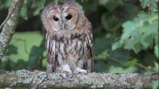 Namine peleda  Strix aluco  Tawny Owl [upl. by Leggat]