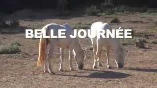 Mas du bosc  Equitation Camargue [upl. by Holleran512]