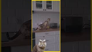 cat dogmemes dogtiktok dogshorts funnyvideo [upl. by Sutphin]