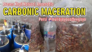 Proses  Cara Pembuatan Kopi Natural Anaerobic Carbonic Maceration Pe88  Sedang Viral kopigayo [upl. by Fosdick]